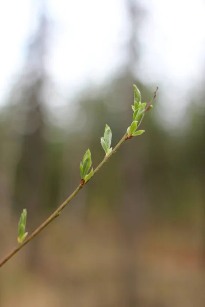 Świeże Zielone Liście Wiosny Gałęzi Selektywne Skupienie Bokeh Tło — Zdjęcie stockowe