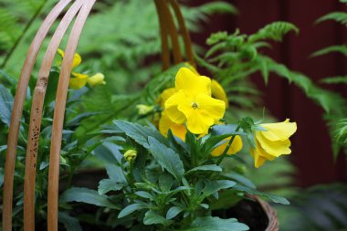 Paskalya için sepette sarı nonoş çiçekleri 