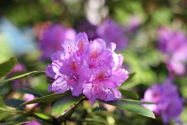 Güneş ışığında güzel pembe rhododendron çiçekleri.