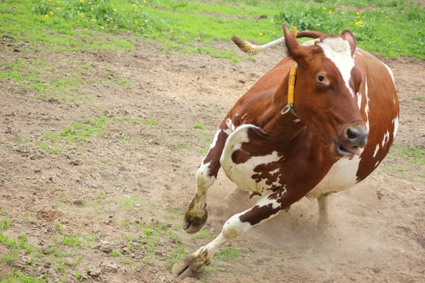 Una Vaca Feliz Marrón Blanca Corriendo Alegría Aire Libre Primavera —  Fotos de Stock