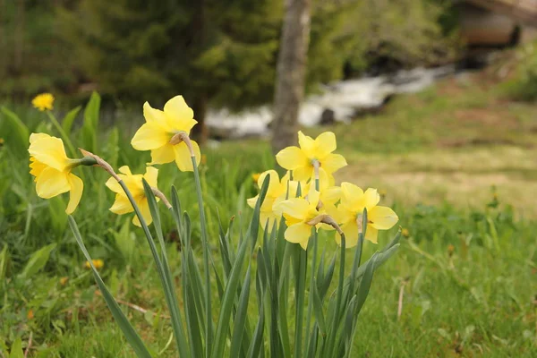 Narcisos Amarelos Por Uma Pequena Corrente Água Primavera Flores Páscoa — Fotografia de Stock