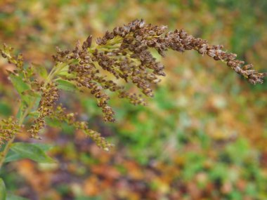 Sonbahar manzarasında eski çiçekler