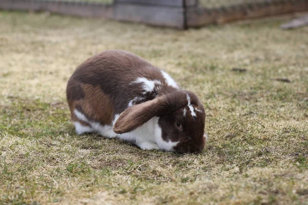 Lapin Brun Blanc Mangeant Herbe Printemps — Photo