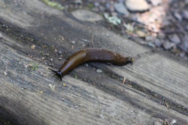 Tahta yüzeyde İspanyol sümüklüböceği