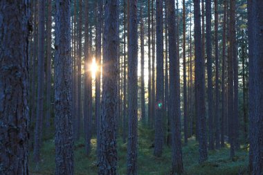 bir çam ağacı ormanda günbatımı