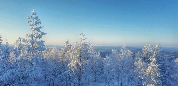 Koude Winter Besneeuwde Bomen Een Berg Zweden — Stockfoto