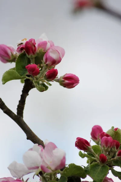 Hermoso Rosa Delicado Árbol Frutal Florece Primavera —  Fotos de Stock