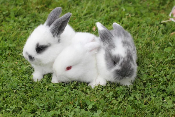 Petits Lapins Doux Dans Herbe — Photo