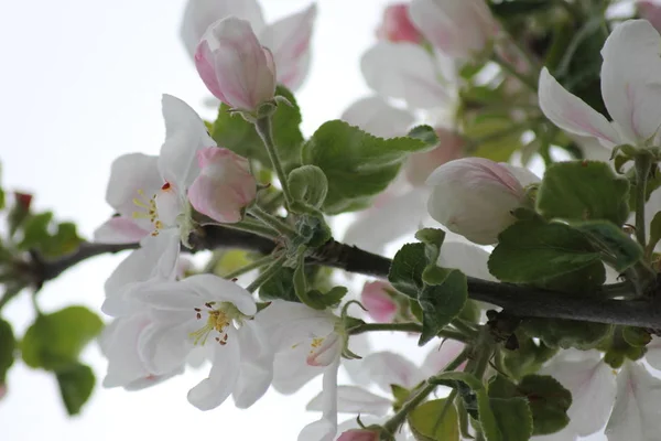 Hermosas Flores Árboles Frutales Blancos Primavera —  Fotos de Stock