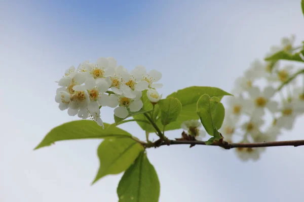 Flores Blancas Primavera Con Espacio Para Copiar —  Fotos de Stock