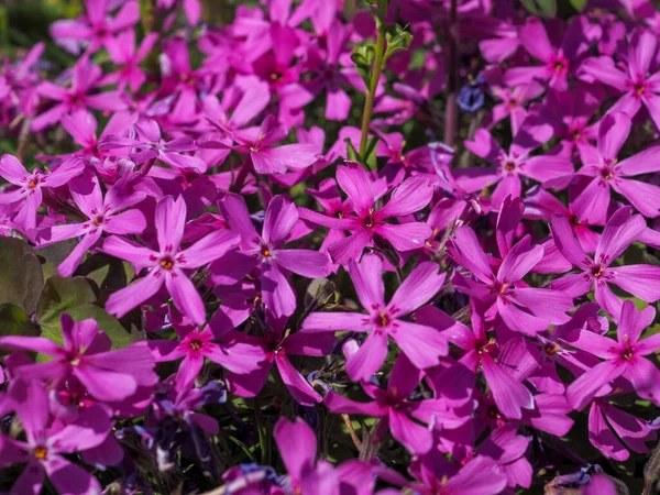 Fleurs Phlox Violet Dans Jardin Été — Photo