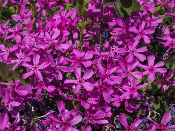 Μωβ Λουλούδια Phlox Έναν Κήπο Καλοκαίρι Floral Φόντο Royalty Free Εικόνες Αρχείου