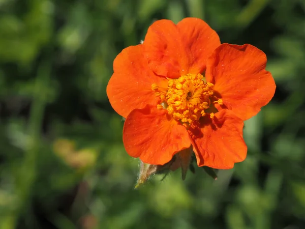 Geum Coccineum Ist Eine Pflanze Aus Der Familie Der Rosengewächse — Stockfoto