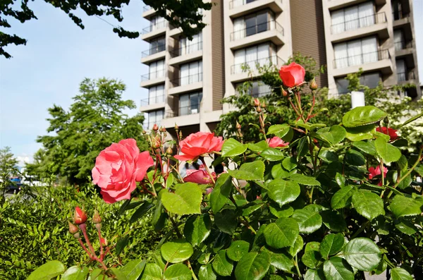 red rose bush on background of an urban building in summer in sunny weather