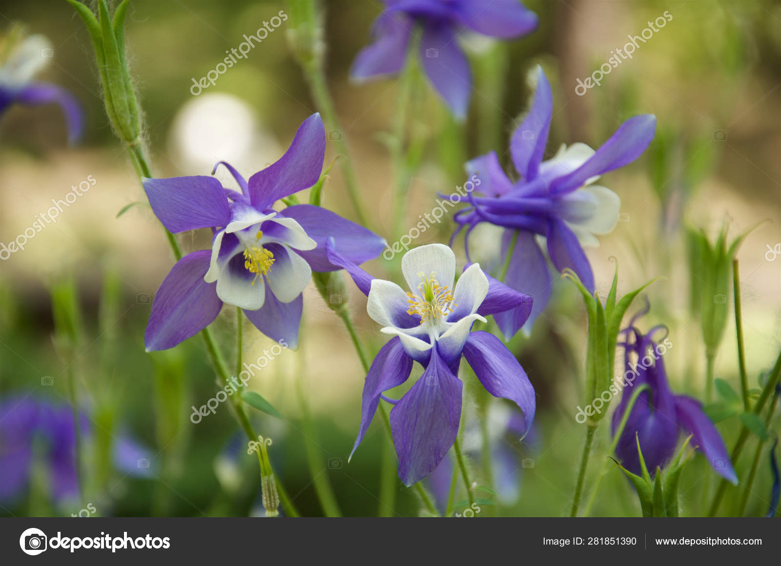 Violeta blanca fotos de stock, imágenes de Violeta blanca sin royalties | Depositphotos Violeta blanca fotos de stock, imágenes de Violeta blanca sin royalties | Depositphotos