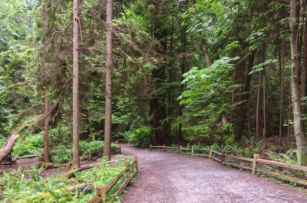 a gravel path with a wooden fence in a dense evergreen coniferous forest, western Vancouver, Canada ��� ������������ 3