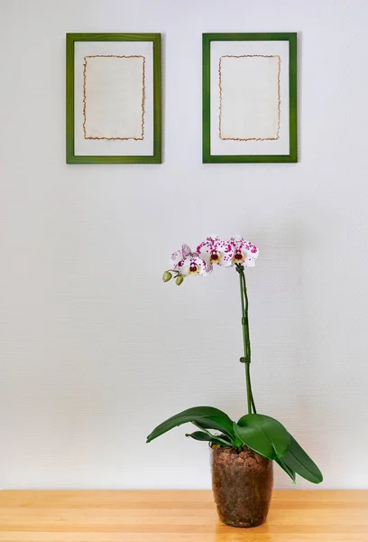 White with purple dots orchid in pot on a wooden table. Two posters frame on the wall in the background. Beautiful indoor flowers close-up.
