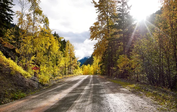 Gravel road in the autumn forest. Sunbeams over yellow trees. Backlight. Squamish-Lillooet, British Columbia, Canada.