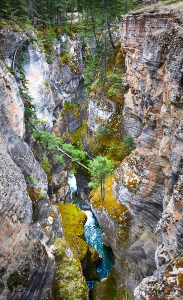Deep rocky picturesque Maligne Canyon, surrounded by pine forest, Jasper National Park, Alberta, Canada
