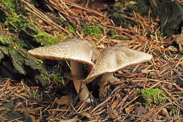 Agaricus placomyces — Stock Photo, Image