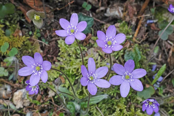 Anemone hepatica, Pennyworth — Foto Stock