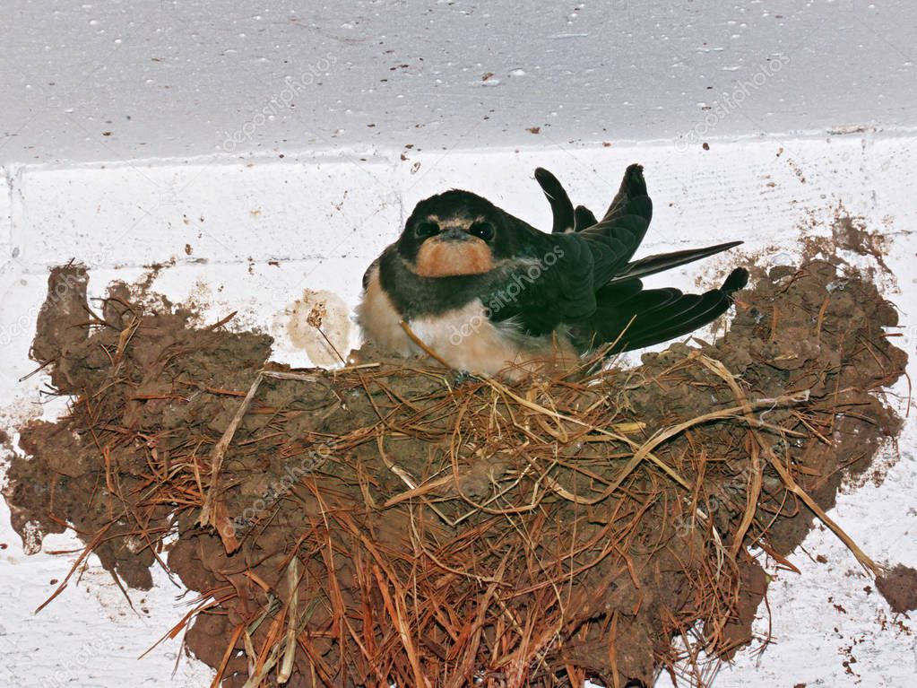 barn swallow in its nest