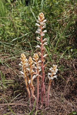 bean broomrape, orobanche crenata clipart