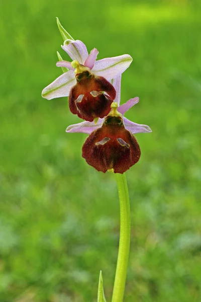 Orquídea de abeja bertoloni en flor — Foto de Stock