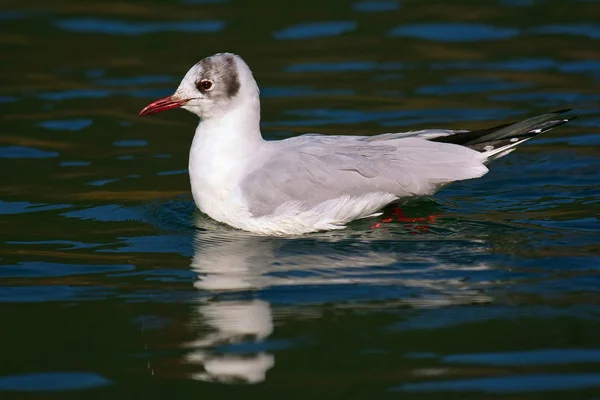 Gaviota de cabeza negra en librea de invierno — Foto de Stock