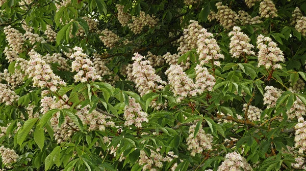 Tak van paardekastanje met veel bloemen — Stockfoto