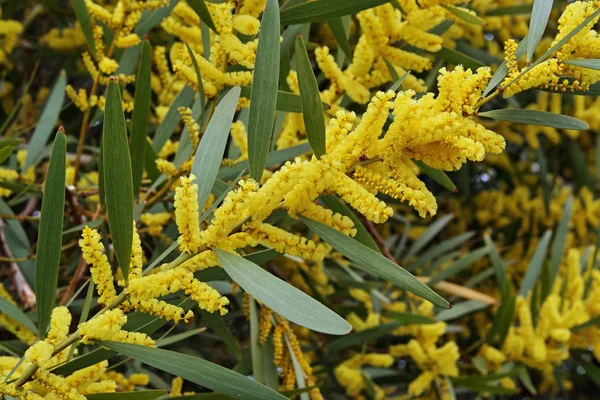 Zweig von Sydney Golden Wattle in voller Blüte — Stockfoto