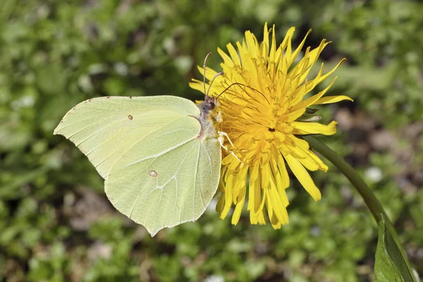 Mariposa azufre en un diente de león — Foto de Stock