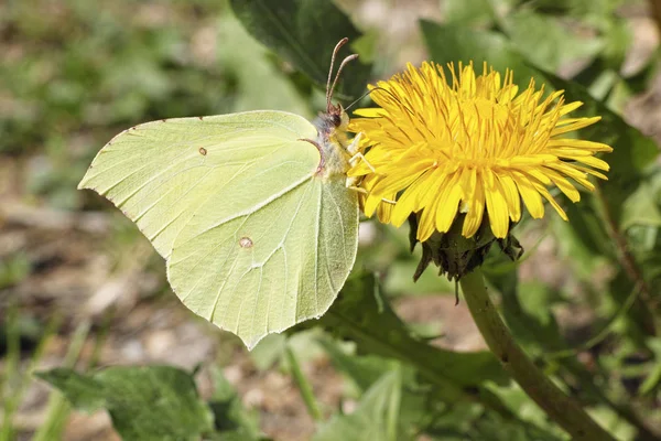 Mariposa azufre y diente de león — Foto de Stock