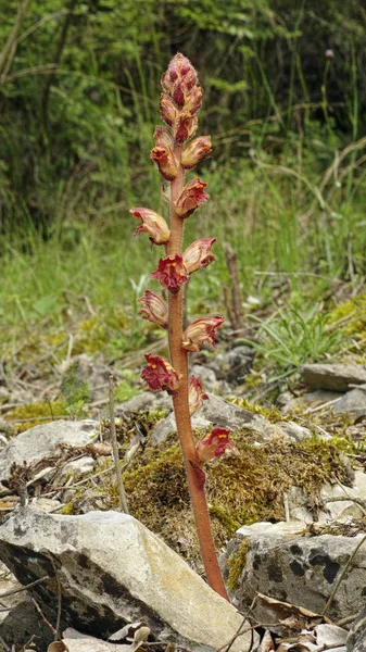 Colza, Orobanche gracilis — Fotografia de Stock