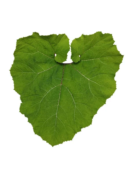 Butterbur, izolált levél — Stock Fotó