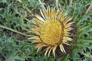 carlina acanthifolia
