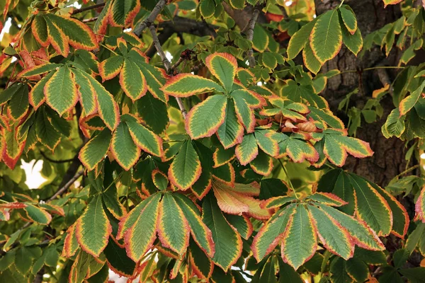 Colores de las hojas de castaño de Indias en otoño — Foto de Stock