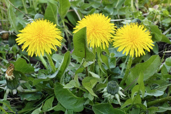 Common dandelion — Stock Photo, Image