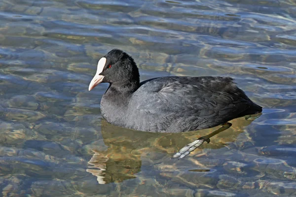 Foso común en el agua — Foto de Stock