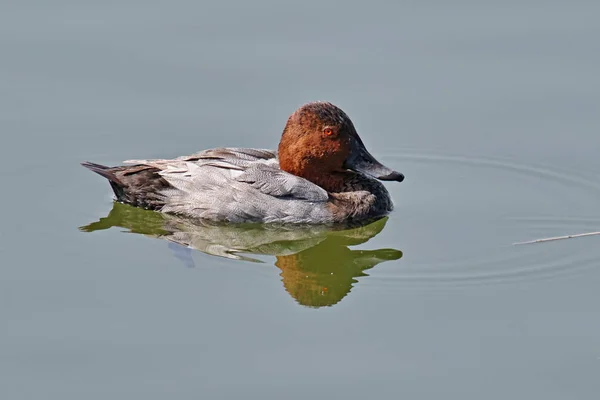 Pochard común — Foto de Stock