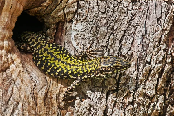 Lézard commun — Photo