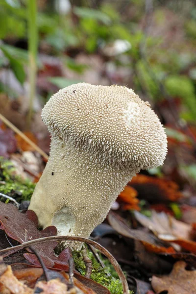 Common puffball mushroom — Stock Photo, Image