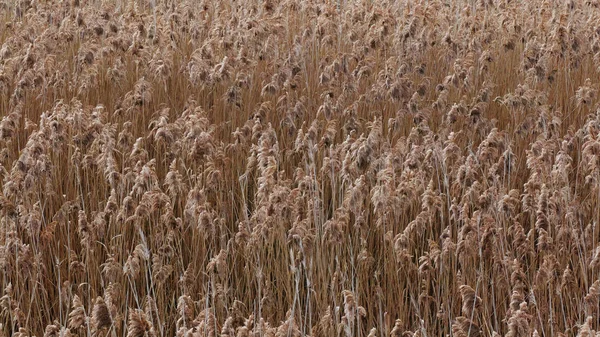 common reed plants in winter