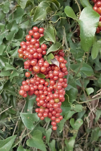 Common smilax — Stock Photo, Image