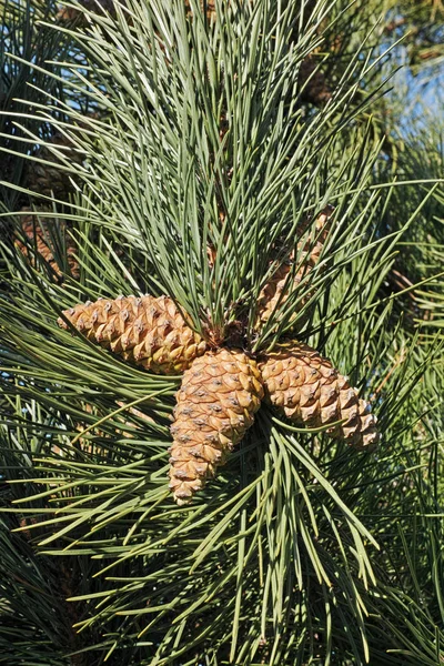 Cones and leaves of maritime pine — Stock Photo, Image