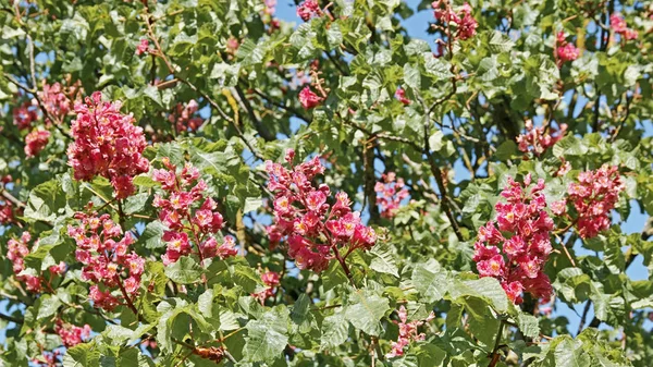 Crown of red horse-chestnut in bloom — ストック写真