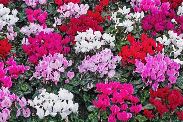 Cyclamens — Photo