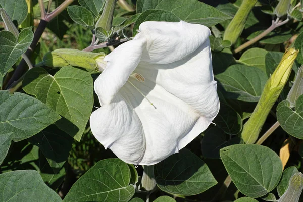 Trompeta del diablo — Foto de Stock