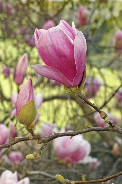 Flower of saucer magnolia — Stock Photo, Image