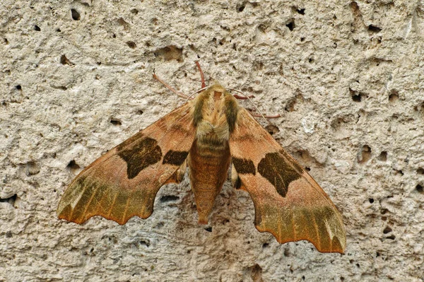 Lime Hawk Moth Mimas Tiliae — Stock Photo, Image